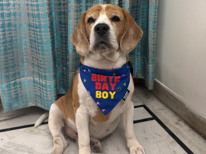 Maddy – Beagle Stud Dog for Breeding in Delhi | Vaccinated