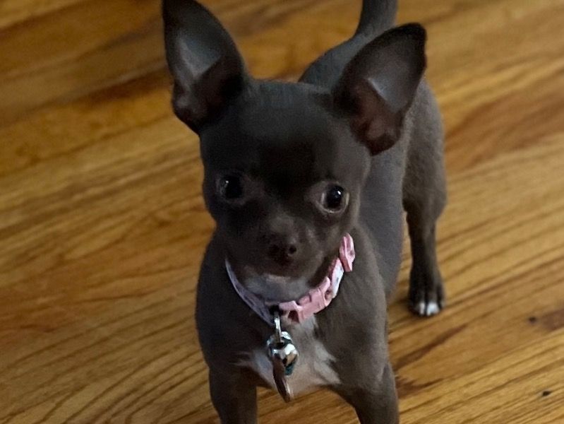 Ladybug – Chihuahua Female Dog for Adoption in South Carolina | Vaccinated