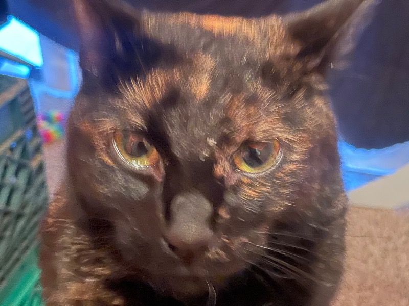 Leia – American Longhair Female Cat for Sale in Arizona