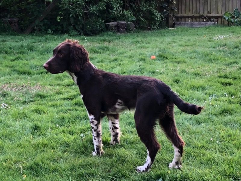 Keo – English Springer Spaniel Stud Dog for Breeding in Pennsylvania | Vaccinated