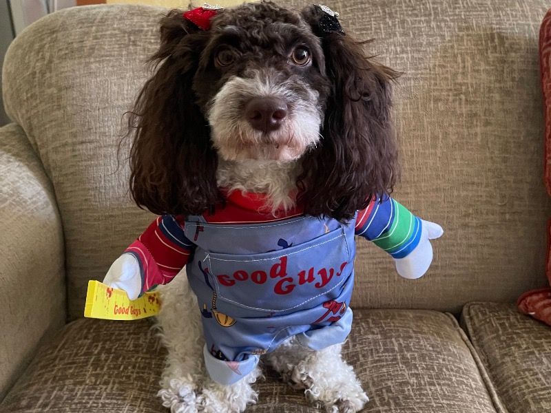 Millie – Cocker Spaniel x Poodle Female Dog for Breeding in Florida | Vaccinated