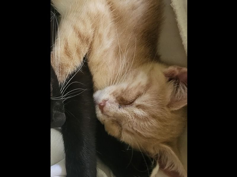 Freckle – Domestic Shorthair Male Cat for Adoption in Virginia