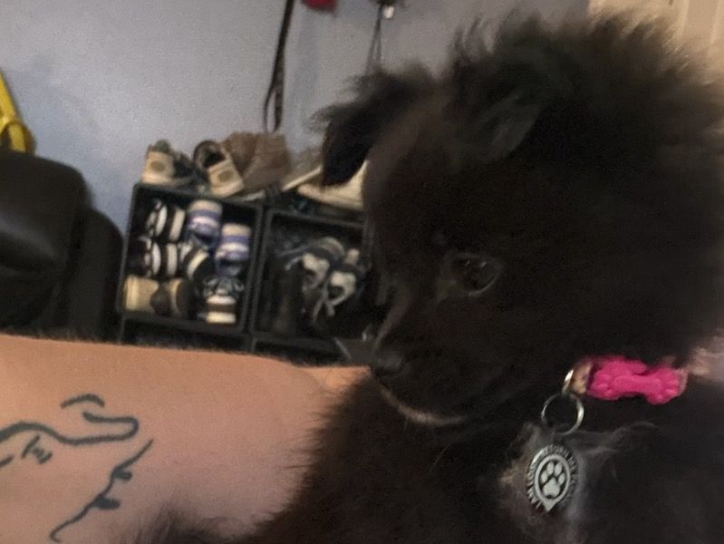 Princess – Pomeranian x Chihuahua Female Dog for Sale in Ohio | Vaccinated