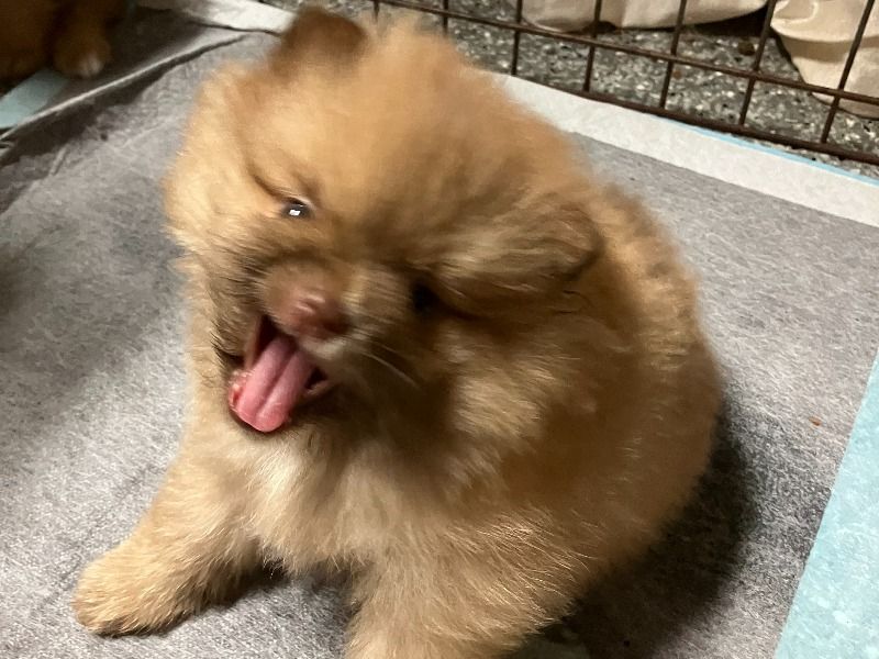 Puppies – Pomeranian Male Dog for Adoption in California | Vaccinated