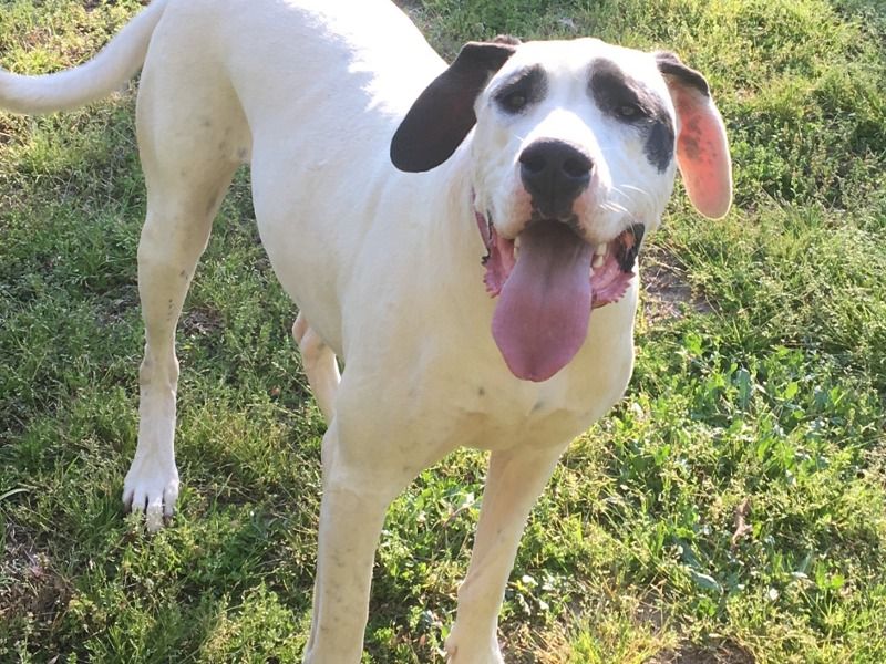 Miya – Dogo Argentino Female Dog for Adoption in Texas | Vaccinated
