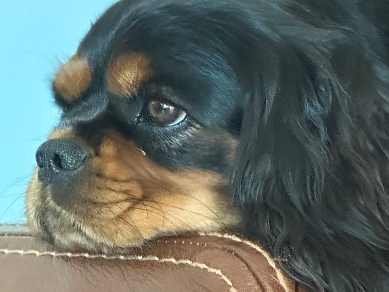 Gigi – Cavalier King Charles Spaniel Female Dog for Breeding in Arizona | Vaccinated