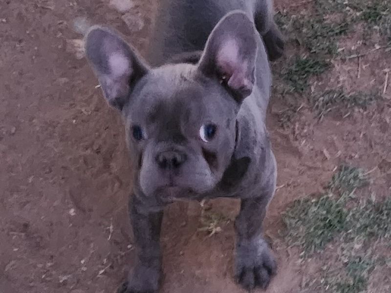 Drex – French Bulldog Male Dog for Sale in Arizona | Vaccinated