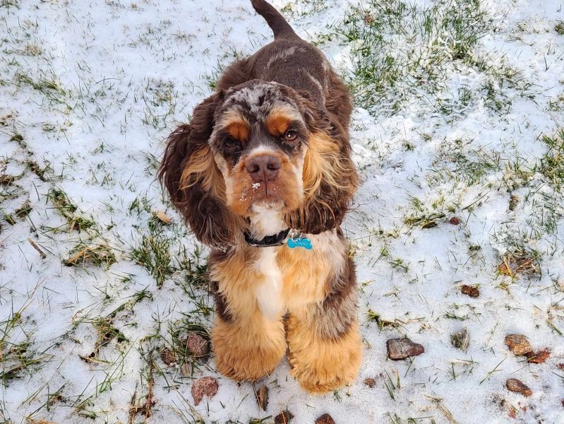Churro – American Cocker Spaniel Male Dog for Adoption in Colorado | Vaccinated