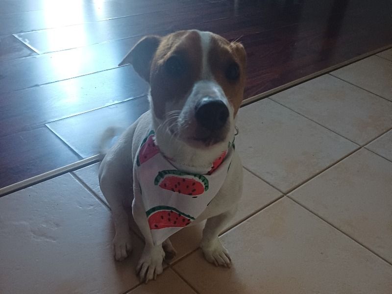 Loki – Jack Russell Terrier Stud Dog for Breeding in Victoria | Vaccinated
