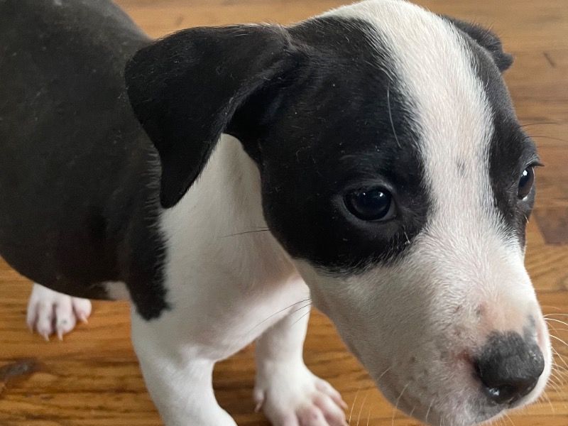 Willow – Rednose Pitbull Terrier Female Dog for Sale in Michigan | Vaccinated