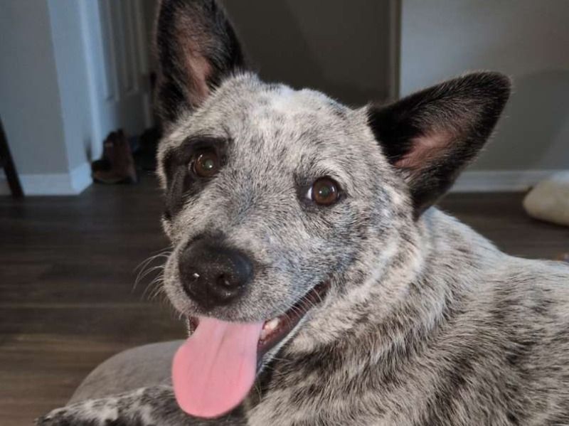 Bonnie – Australian Cattle Dog Female Dog for Breeding in Colorado | Vaccinated