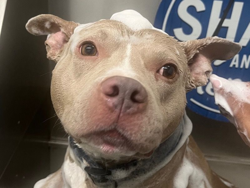 Kai – American PitBull Terrier Male Dog for Adoption in Mississippi | Vaccinated