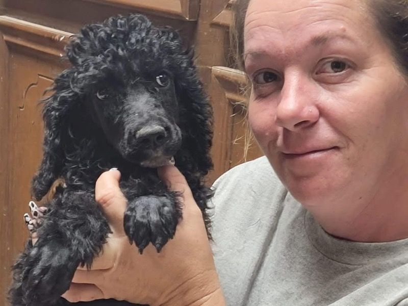 Nugget – Poodle Female Dog for Sale in Kentucky | Vaccinated