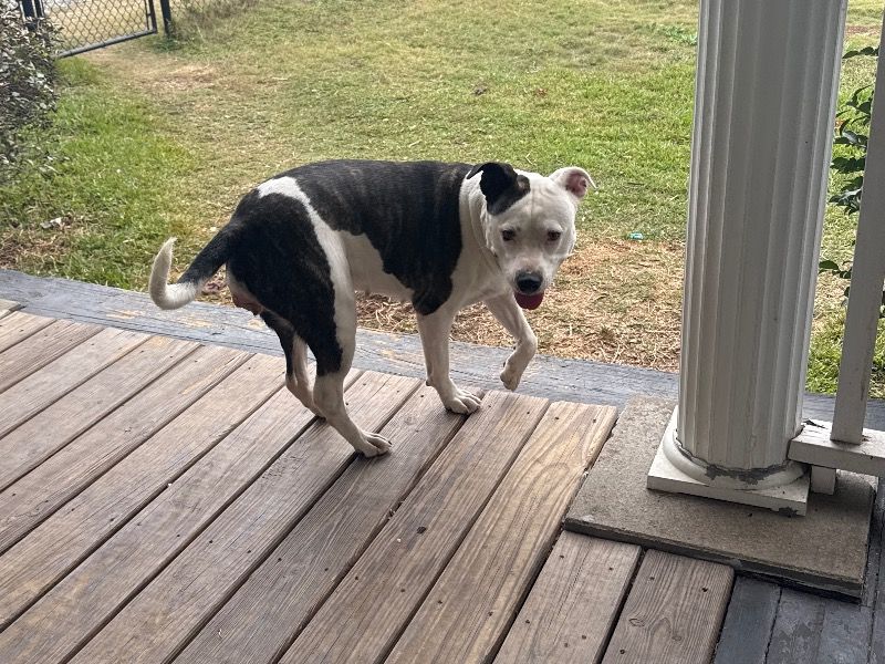 Chy – American Staffordshire Terrier Female Dog for Adoption in Georgia | Vaccinated