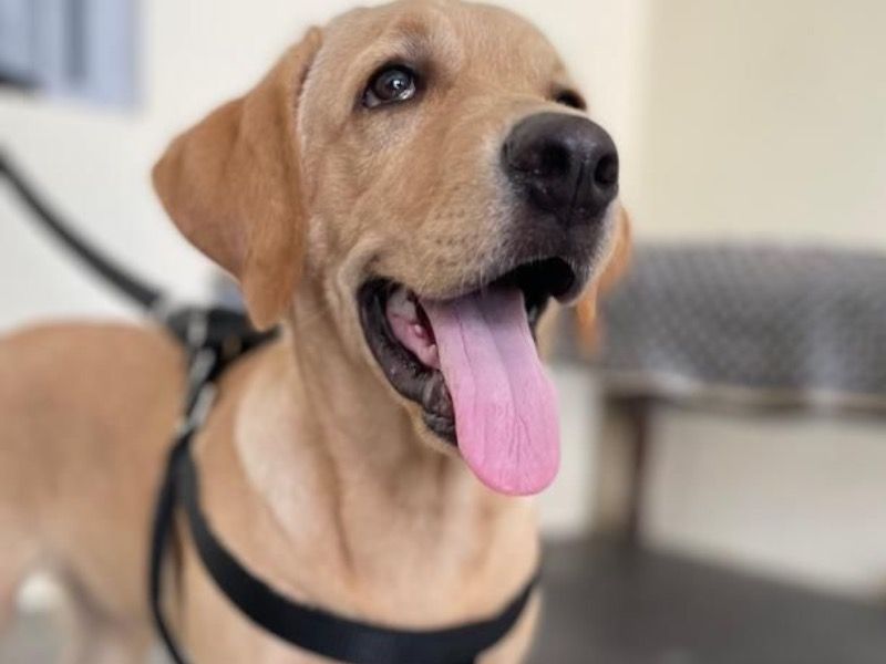 Max – Labrador Retriever Male Dog for Socialization in Uttar Pradesh | Vaccinated