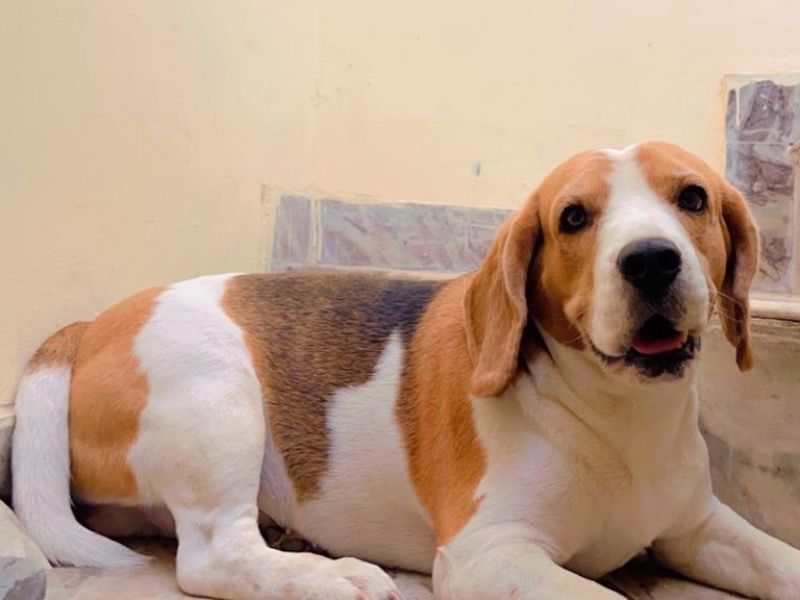 Tojo – Beagle Stud Dog for Breeding in Delhi | Proven Stud, Vaccinated