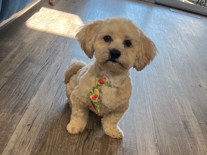 Cuban Link – Havanese Stud Dog for Breeding in Michigan | Vaccinated