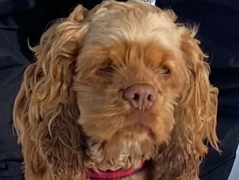 Roxy – American Cocker Spaniel Female Dog for Breeding in California | Vaccinated