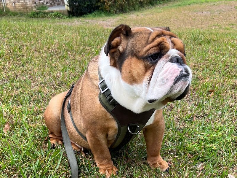 Sarge – Old English Bulldog Male Dog for Sale in Florida | Vaccinated