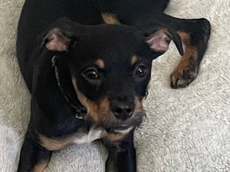 Tuchie – Miniature Pinscher x Chihuahua Female Dog for Sale in Florida