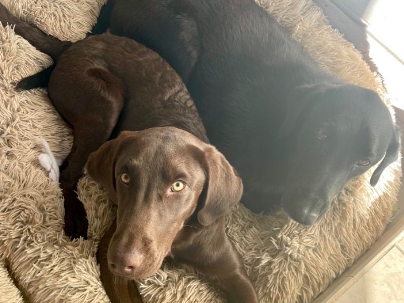 Shabba & Moose – Labrador Retriever Male Dog for Adoption in California | Vaccinated