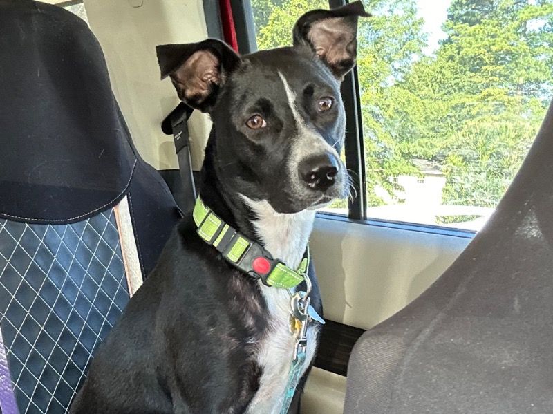Leila – Labrador Retriever x Border Collie Female Dog for Adoption in North Carolina | Vaccinated