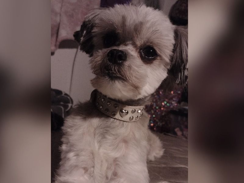 Monkey – Maltese x Chihuahua Female Dog for Breeding in Washington | Vaccinated