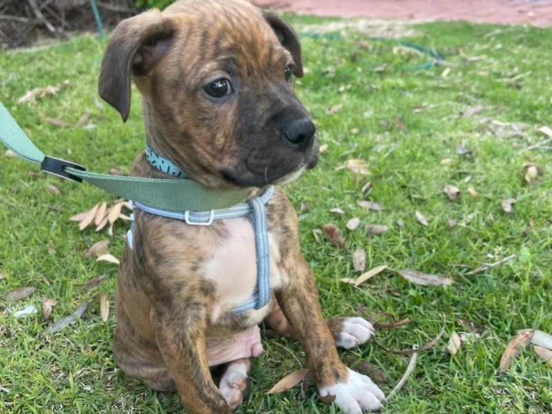 Milo – American Staffordshire Terrier x Bull Terrier Male Dog for Sale in Western Australia | Vaccinated