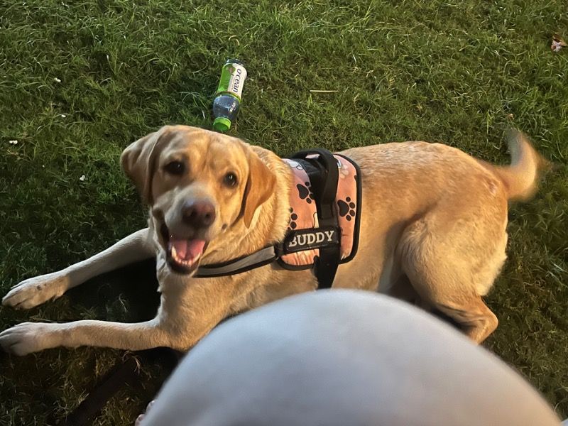 Levy – English Labrador Retriever Female Dog for Breeding in Uttar Pradesh | Vaccinated