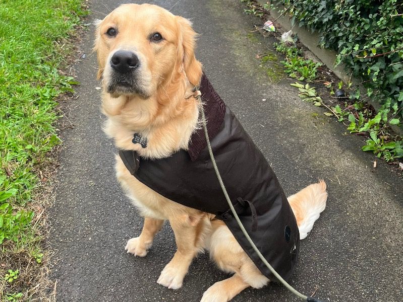 Bertie – English Golden Retriever Stud Dog for Breeding in England | Vaccinated