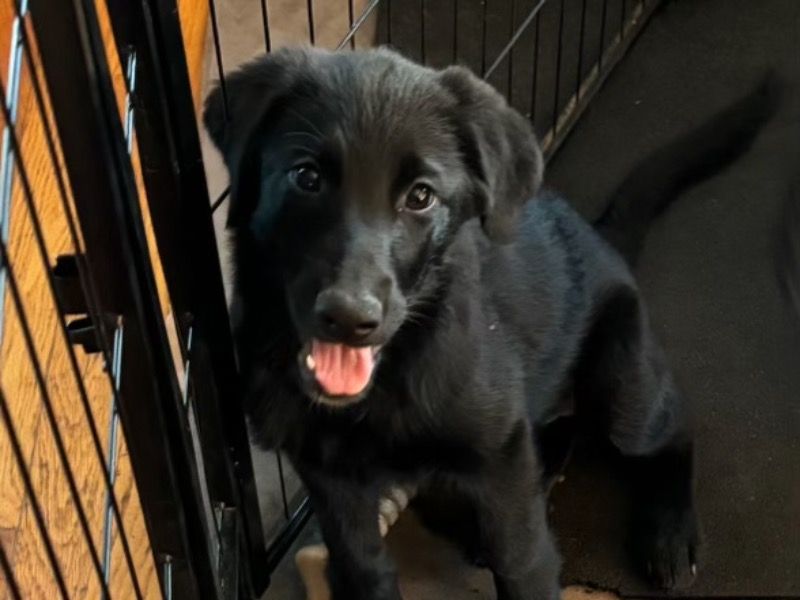 Sasha – German Shepherd Female Dog for Adoption in Iowa
