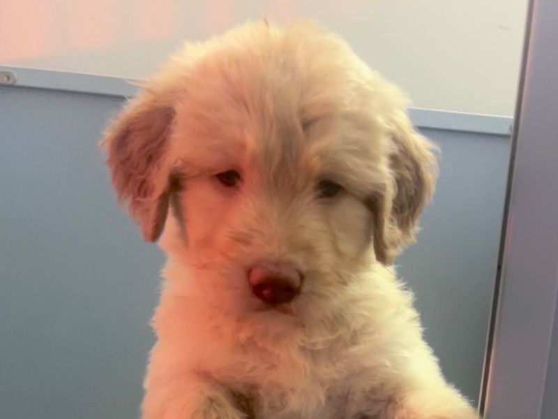Chubs – Labradoodle Male Dog for Sale in Tennessee | Vaccinated