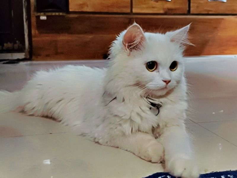 Sweety – Persian Female Cat for Breeding in Rajasthan | Vaccinated