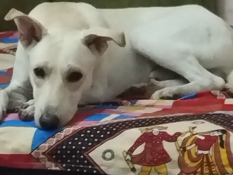 Mikki – Indian Pariah Dog Male Dog for Socialization in Delhi | Vaccinated