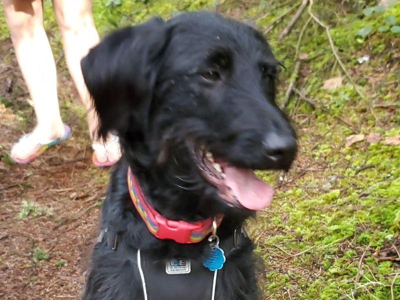 Marla – Standard Poodle x Labrador Retriever Female Dog for Breeding in Oregon | Vaccinated