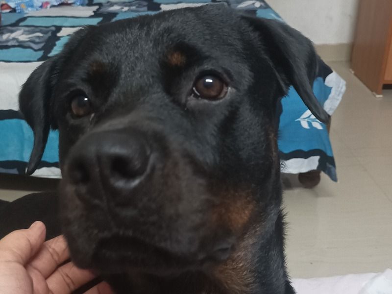 Zoe – Rottweiler Female Dog for Breeding in Assam | Vaccinated