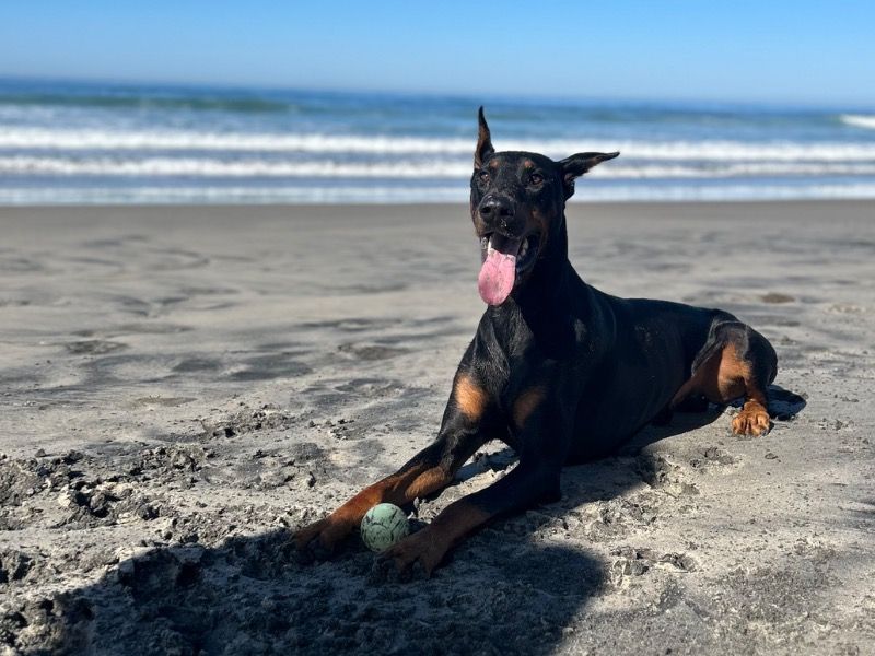 Rip – Doberman Stud Dog for Breeding in California | Vaccinated