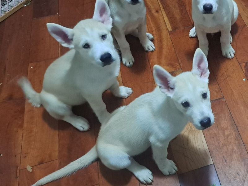 Wolf – Alaskan Husky x Pitsky Male Dog for Sale in Massachusetts | Vaccinated