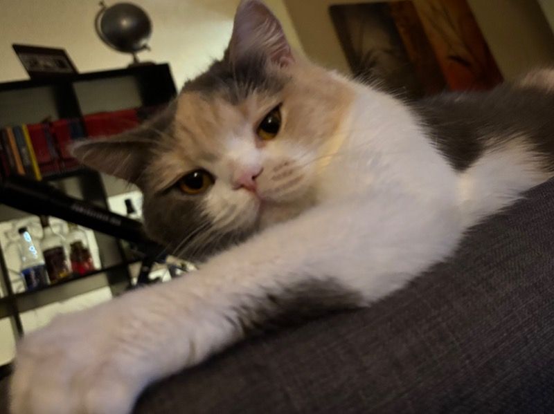 Lucy – British Shorthair Female Cat for Breeding in British Columbia | Vaccinated