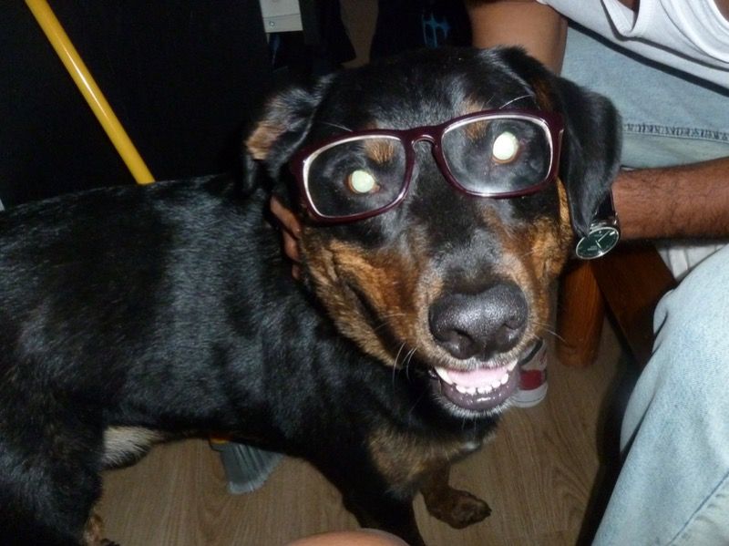 Nino – Appenzeller Sennenhund Male Dog for Adoption in Manitoba | Vaccinated