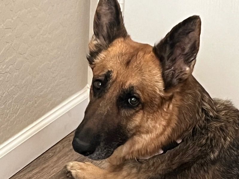 Gwen – German Shepherd Female Dog for Adoption in Arizona | Vaccinated