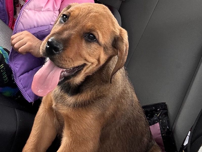 Rocko – Labrador Retriever Male Dog for Sale in California