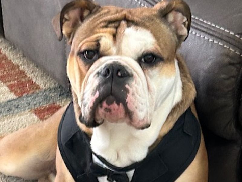 Walter – Bulldog Stud Dog for Breeding in Texas | Vaccinated