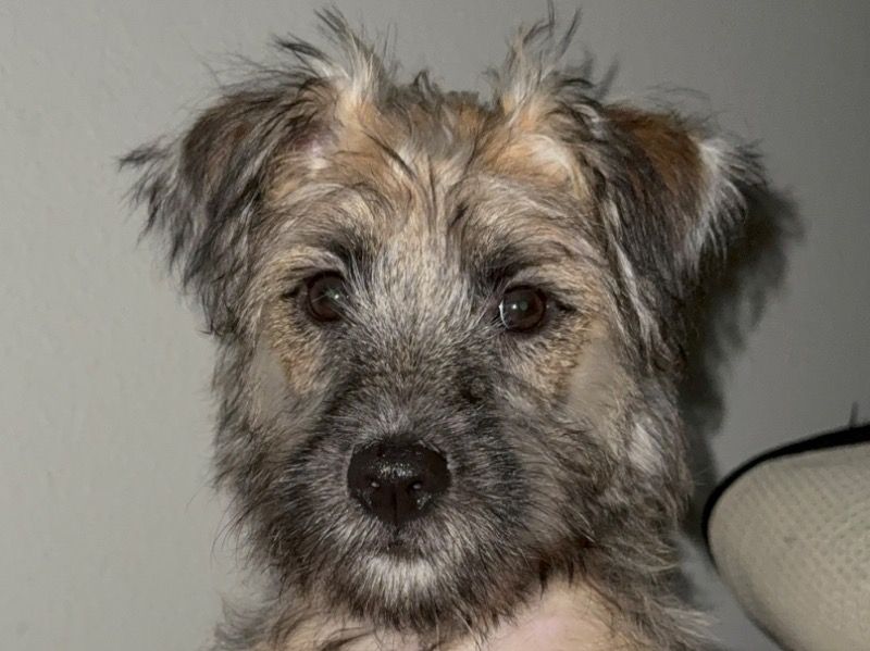 Kross – German Shepherd x Poodle Female Dog for Sale in Texas