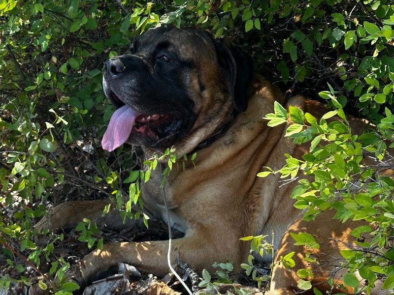 Von – English Mastiff Stud Dog for Breeding in British Columbia | Vaccinated