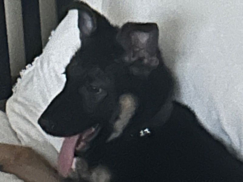 Cooper – Black German Shepherd Male Dog for Sale in Georgia | Vaccinated