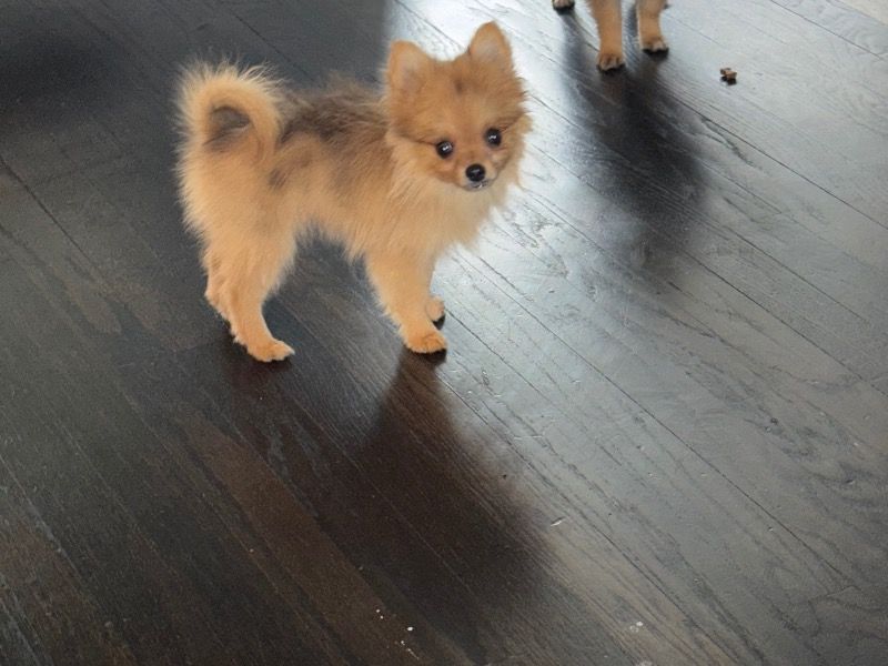 Foxy – Pomeranian Female Dog for Breeding in Illinois | Vaccinated
