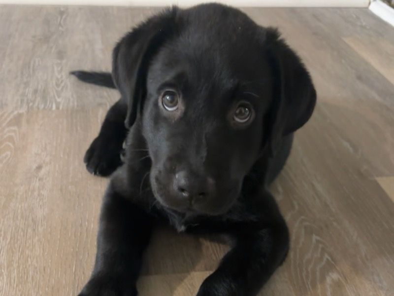 Bruce – Labrador Retriever Male Dog for Sale in South Carolina