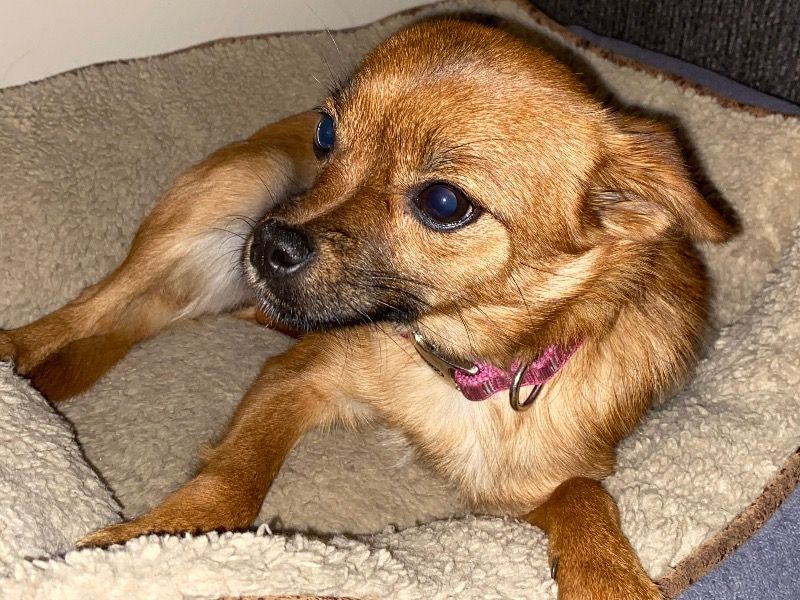 Honey – Pomeranian x Yorkshire Terrier Female Dog for Sale in Michigan | Vaccinated