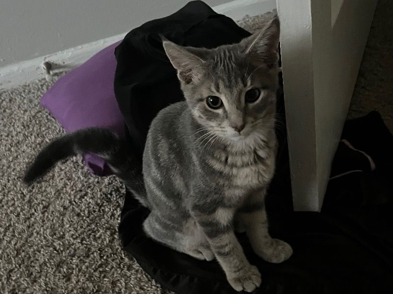 Daisy – American Shorthair Female Cat for Sale in Illinois | Vaccinated